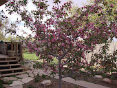 Brandywine Crabapple Tree ~ Alive With Blossoms