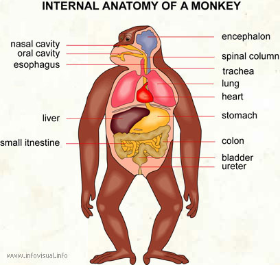 MyMonkeYStylist: ♥..la connaissance..♥ - internal anatomy of a monkey