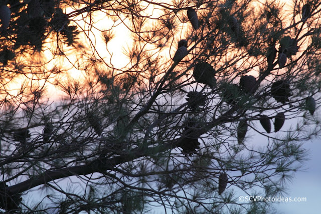 Twilight over Athens - Pine tree 