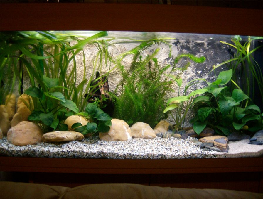 S.C.V. Aquascaping Ideas: Creating a Fancy Goldfish Setup - Juwel Rio 180