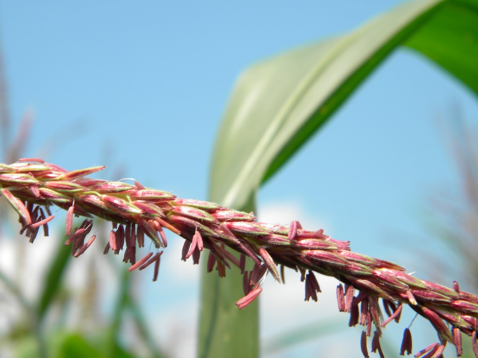 Better Crops by Barker: Corn Pollination Trivia