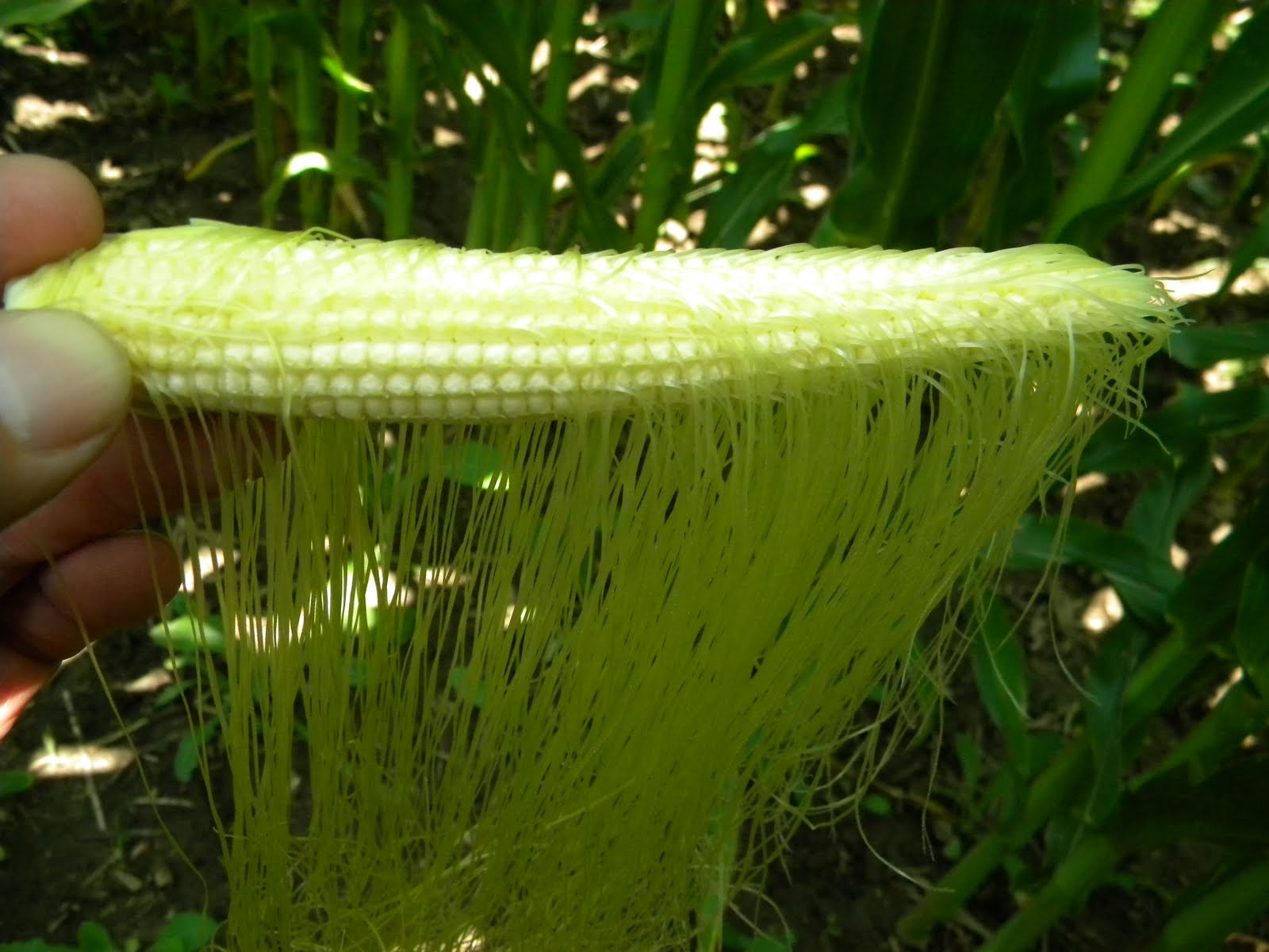 Better Crops by Barker: Corn Pollination Trivia
