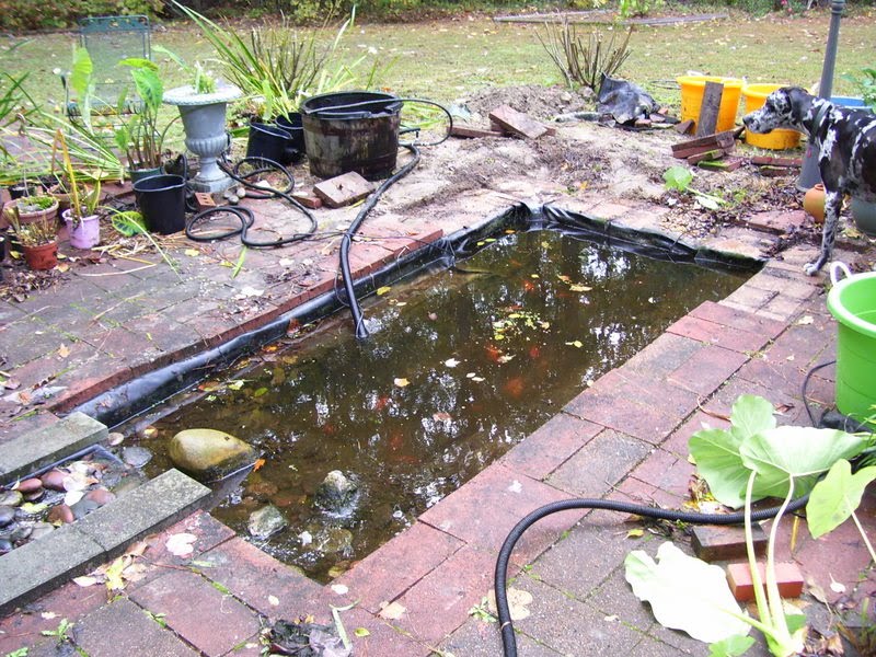 Backyard Pond Pond Cleaning Starts