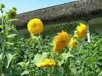 Mutatie genetica de Floarea Soarelui (Balaur, popular)