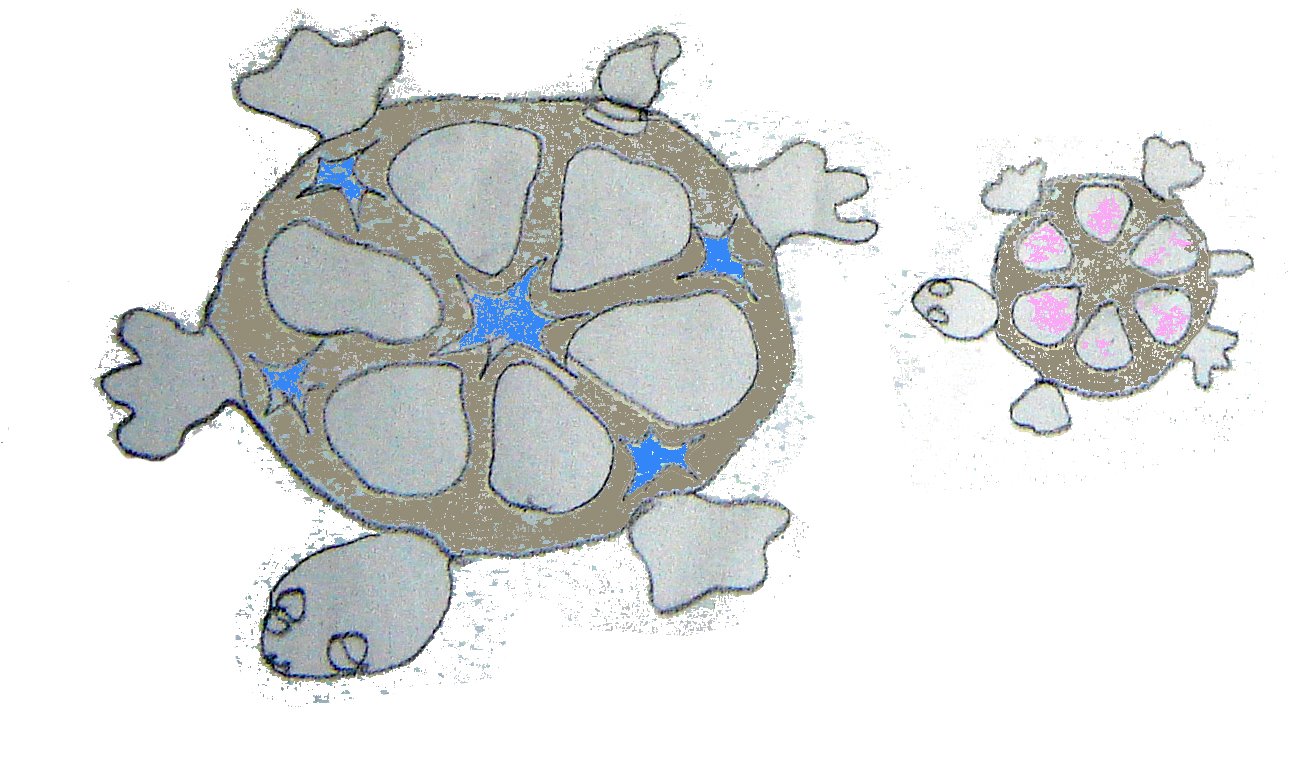 [tortugas+calidosopicas+jpg.jpg]