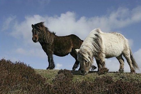 [Photograph+Eriskay+Ponies+Scotland.jpg]