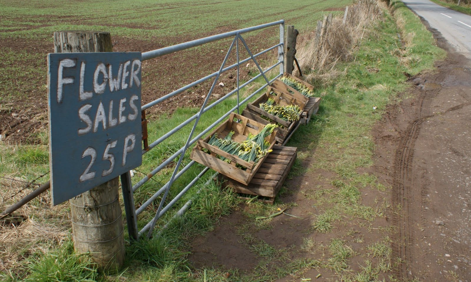 Tour Scotland Tour Scotland Photograph Flower Sales