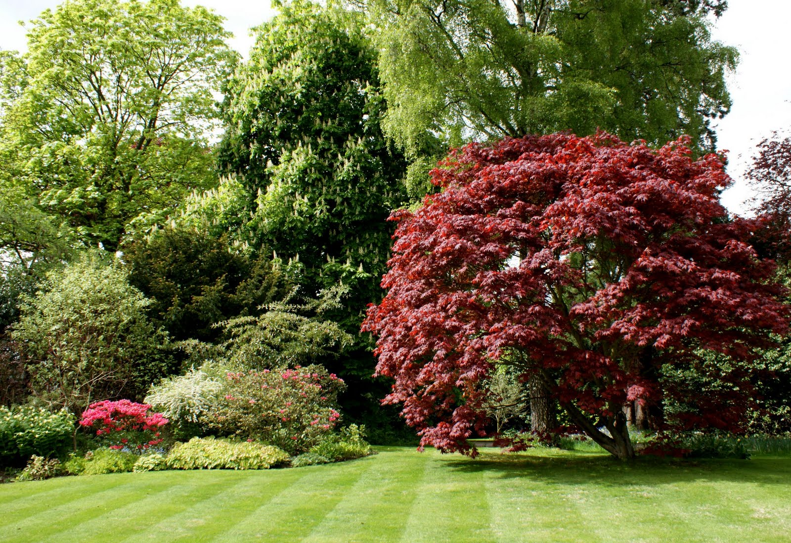 Tour Scotland May 16th Photograph Lawn Pitcurran Garden Scotland