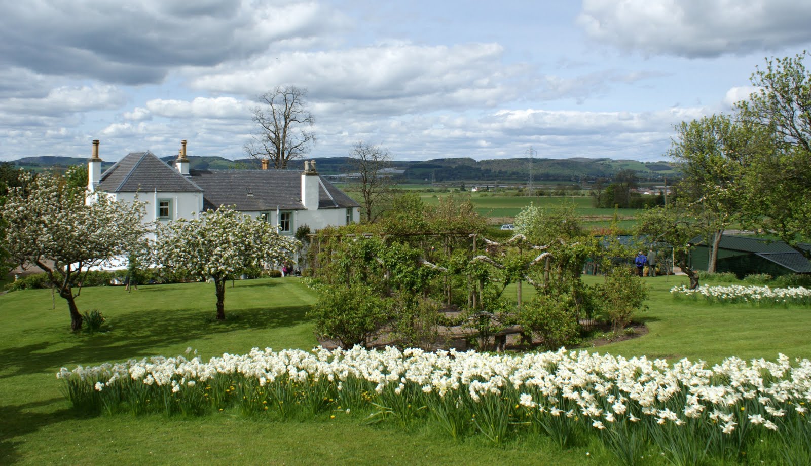 Tour Scotland May 16th Photograph Daffodils Pitcurran Garden