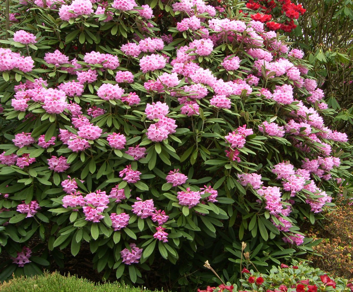 [April+Photograph+of+Rhododendrons+Branklyn+Garden+Scotland.jpg]