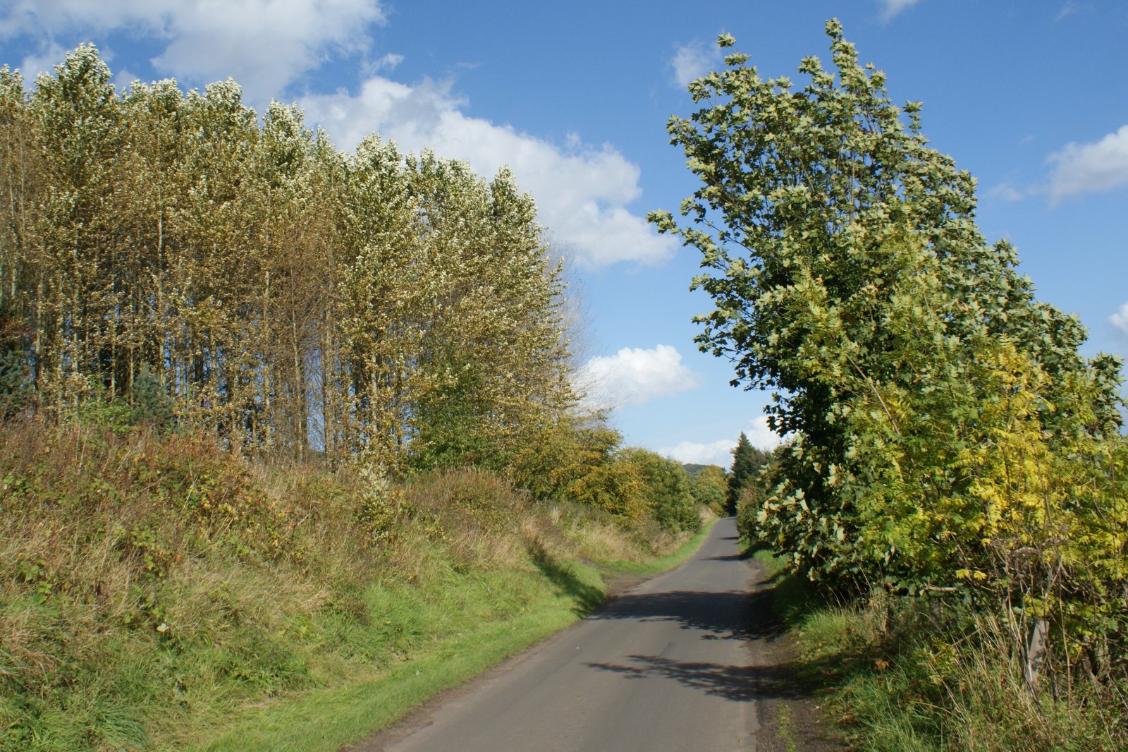 Tour Scotland October 5th Photograph Trees Scotland