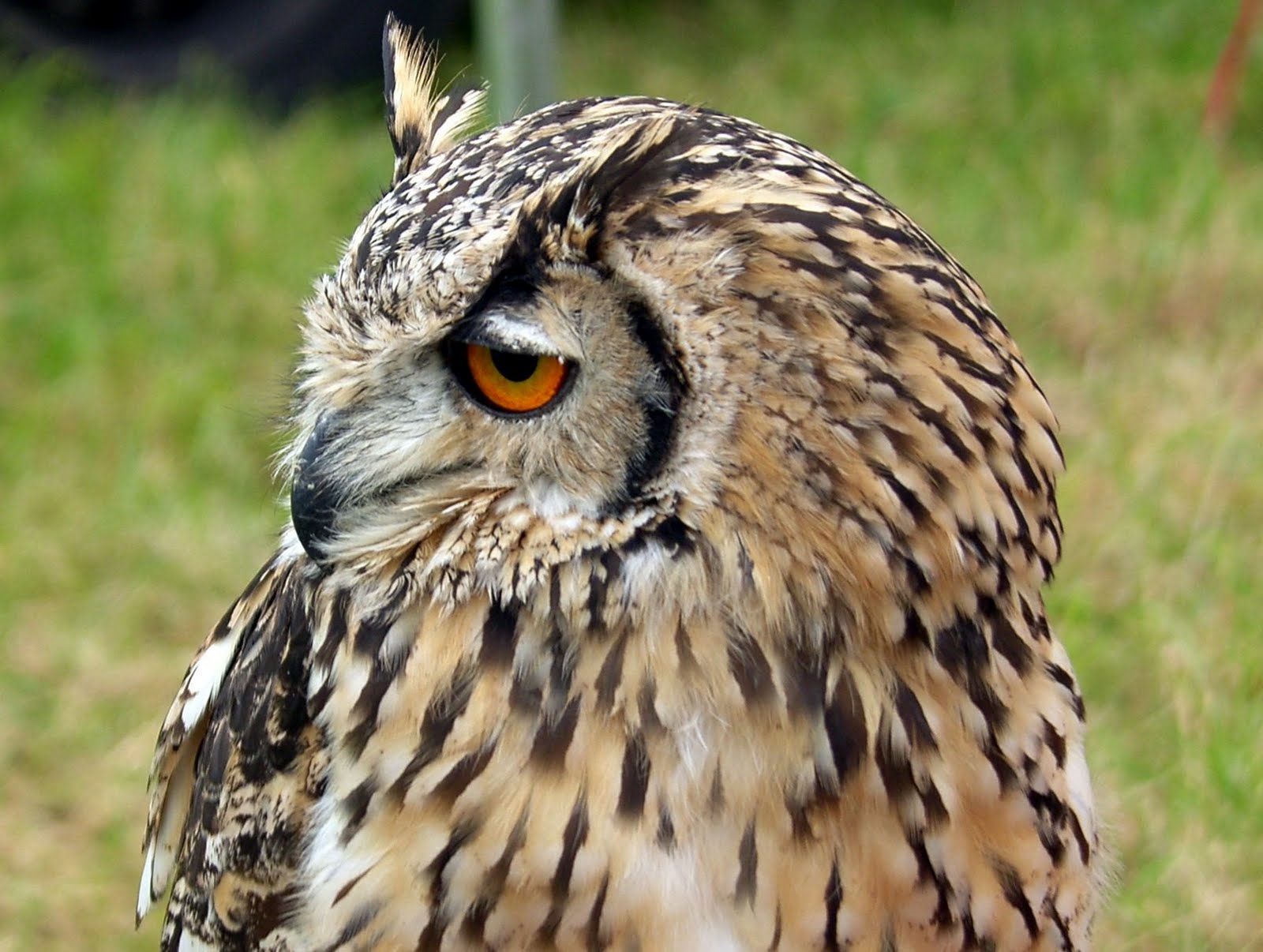 Tour Scotland Tour Scotland Photograph Eagle Owl