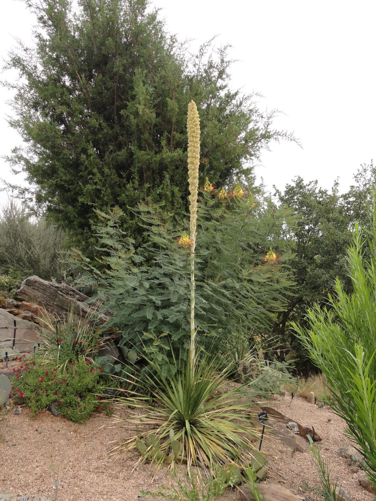 Prairiebreak Sotol (like Soooo Tall!)