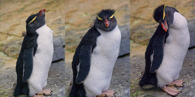Western Rockhopper Penguin - wildlife photo | Animal Picture -panel1