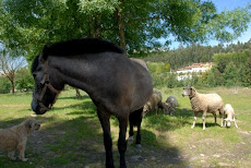 Caballo, rufo y ovejas.