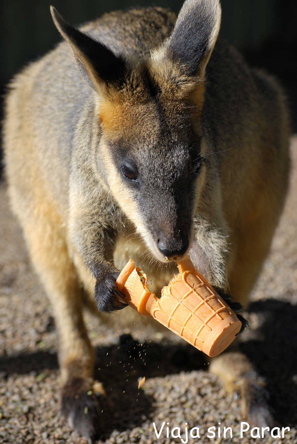 Viaja Sin Parar Canguros y Koalas en Sydney