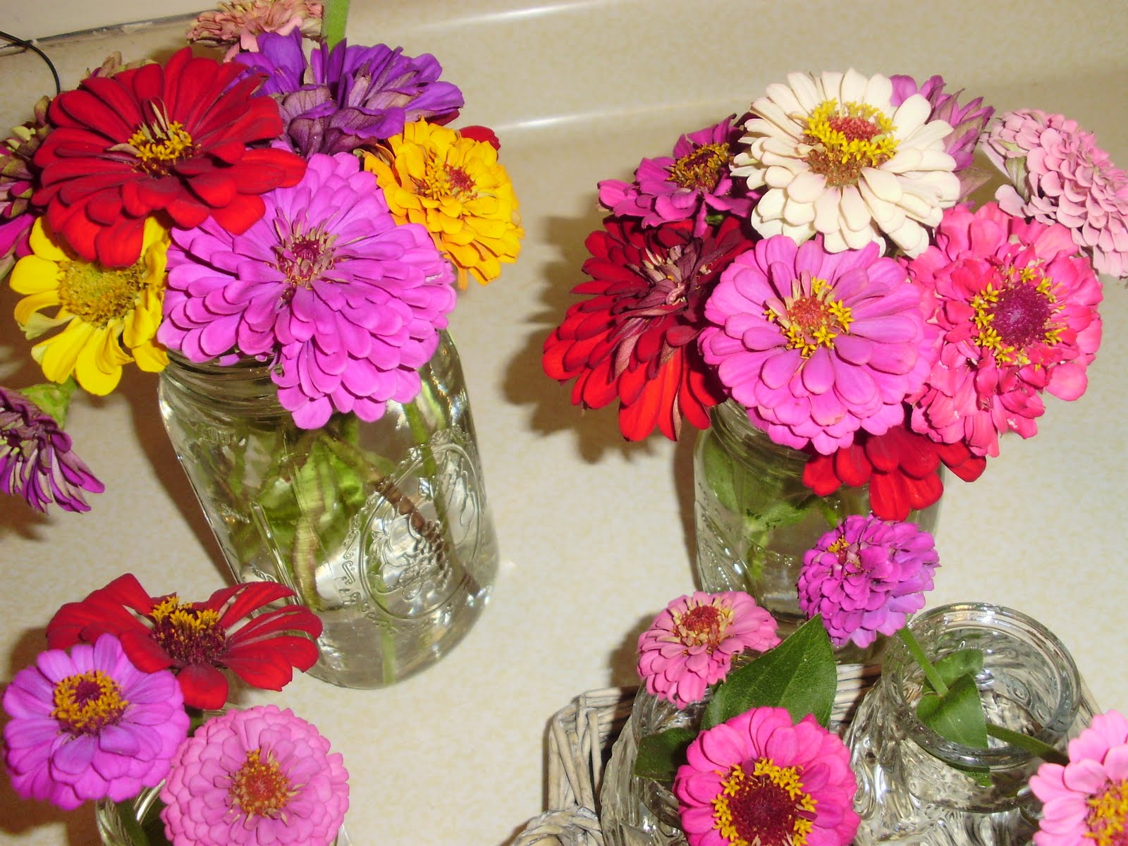 How to Save Zinnia Seeds