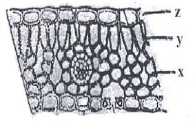 BIOLOGI GONZAGA: SOAL UN 2 DIWASPADAI