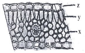 BIOLOGI GONZAGA: SOAL UN 2 DIWASPADAI