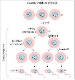 Sel baru yang dihasilkan mempunyai jumlah kromosom sama dengan jumlah kromosom sel induk merupakan c