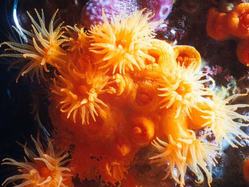 Coelenterata yang hidup melekat di dasar laut dalam bentuk polip bereproduksi dengan cara