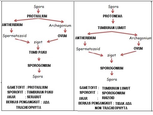 Metagenesis Tumbuhan Lumut (Bryophyta) dan Paku