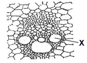BIOLOGI GONZAGA: ANALISA / PREDIKSI SKL 05 JARINGAN