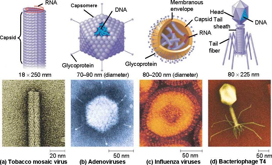 BIOLOGI GONZAGA: VIRUS