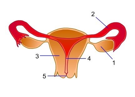 duzzadt ízületek a csuklón a lábízület osteoarthrosisának kezelése