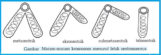 Sebutkan 4 jenis kromosom berdasarkan letak sentromernya