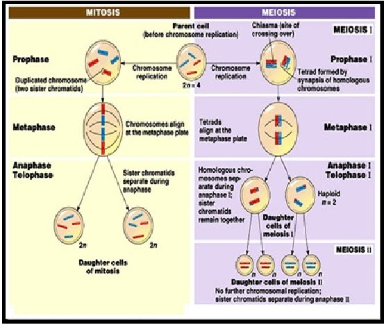 Pembelahan Mitosis Dan Meiosis Dapat Dibedakan Dari Hasil Berikut Kecuali Tips Membedakan