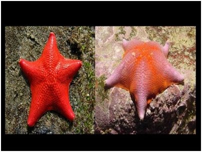 Biologi Gonzaga Hewan Berkulit Duri