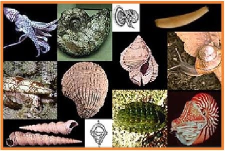 Anggota filum mollusca yang dikenal mempunyai cairan tinta adalah