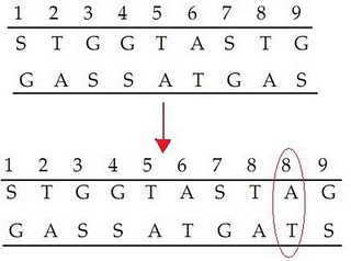 Biologi Gonzaga Mutasi Gen Change Basa Nitrogen