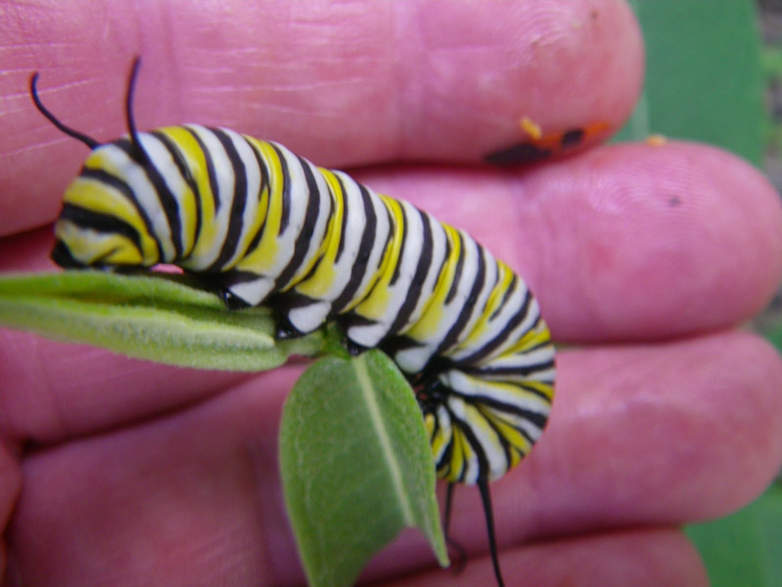 aubunique Monarch caterpillars eat milkweed the way a cat eats tuna