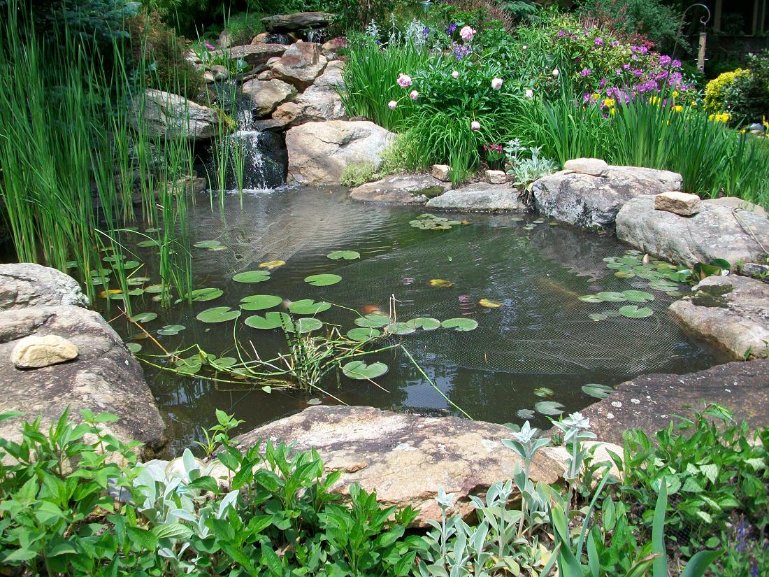 [pond.JPG]