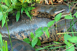 uniquely anaconda uniquely anaconda