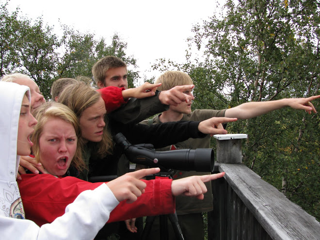 Fågelskådning i Ånn