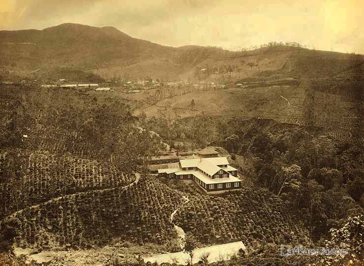 One of the first tea estates