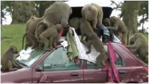 [baboon2.JPG]