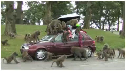 [baboon1.JPG]