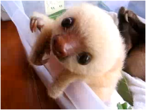 [baby_sloth.PNG]