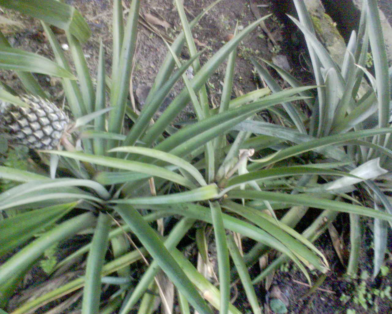 BUAH - BUAHAN SUKANEGERI: Buah Nanas Komering Sukanegeri