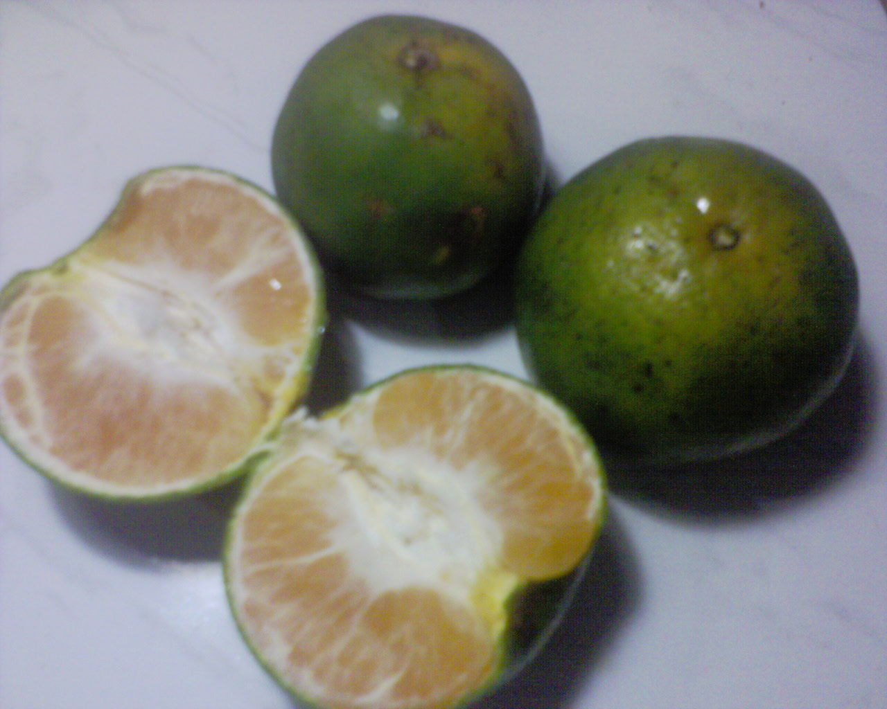  Gambar 3 Gambar batang buah limau jeruk komering 
