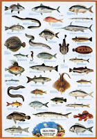 Especies marinas