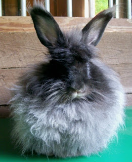 Lady J's Psychic Astrology Zone!: Chinese 2011 horoscope for Rabbit for