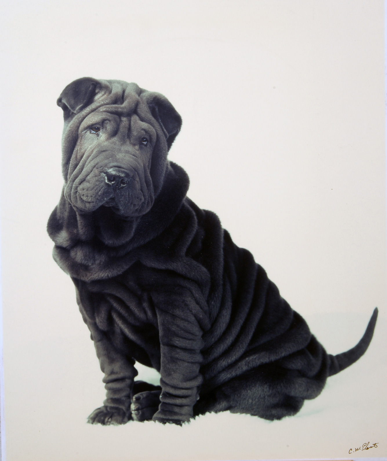 Lady J s Psychic Astrology Zone Chinese Zodiac Dog Lady J s Psychic Astrology Zone Chinese Zodiac Dog