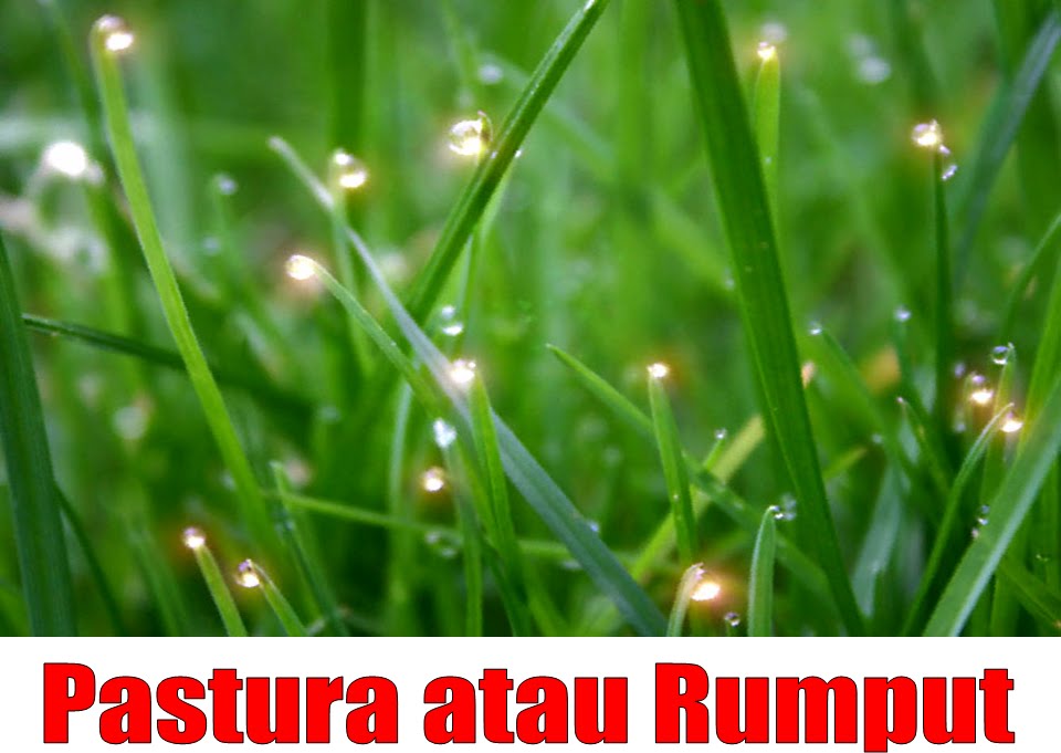 Ilmu Untuk Ternakan Ruminan: Kenali Rumput untuk Ternakan Ruminan