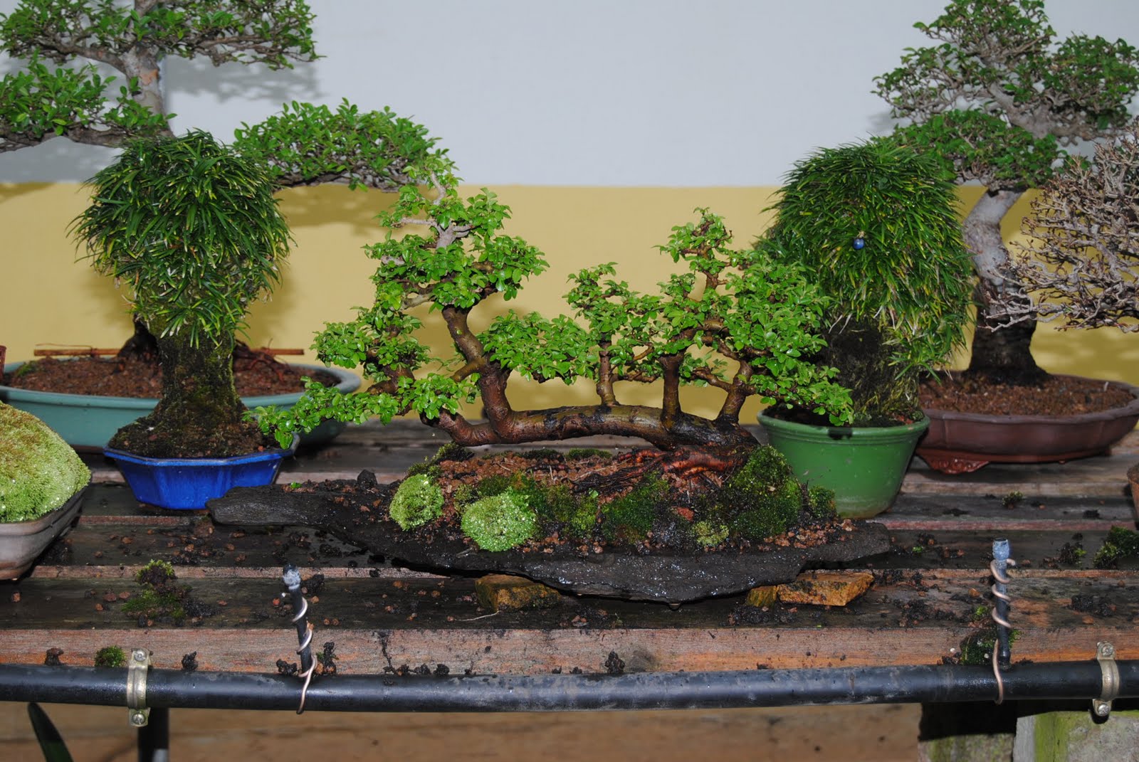 Alisios bonsái Visita al centro de bonsái El Valle en Gran Canaria. (y II)