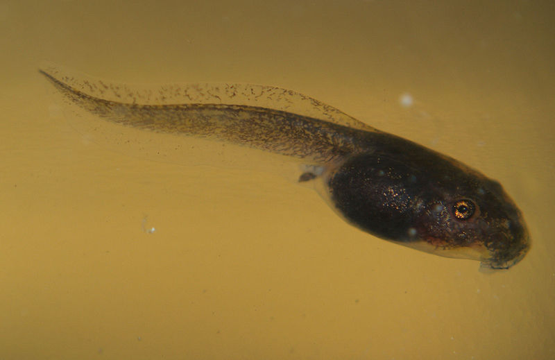 [tadpole.jpg]